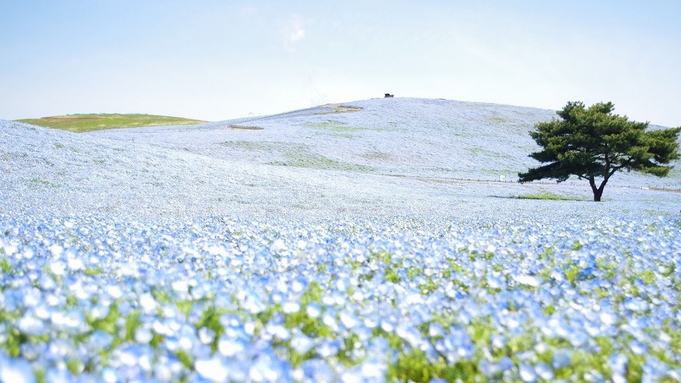 【期間限定】〜幻想的な青い絨毯　みはらしの丘〜空と海とネモフィラが溶け合う風景を楽しもう♪【特典付】